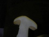 Boletus fulvomaculatus image
