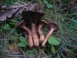 Chroogomphus fulmineus image