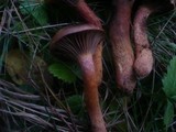 Chroogomphus fulmineus image