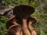 Chroogomphus fulmineus image