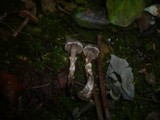 Cortinarius alnetorum image