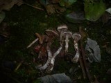 Cortinarius alnetorum image