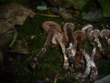 Cortinarius alnetorum image