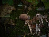 Cortinarius alnetorum image