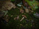 Cortinarius alnetorum image