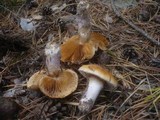 Cortinarius collinitus image