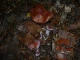 Cortinarius rufo-olivaceus image