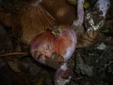 Cortinarius rufo-olivaceus image