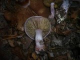 Cortinarius rufo-olivaceus image