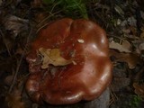 Cortinarius rufo-olivaceus image