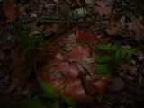 Cortinarius rufo-olivaceus image