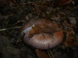 Cortinarius rufo-olivaceus image