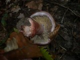 Cortinarius rufo-olivaceus image