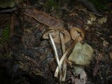 Entoloma juncinum image
