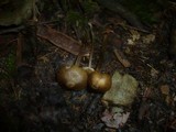Entoloma juncinum image