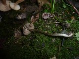 Entoloma juncinum image