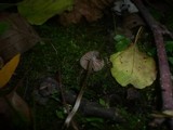 Entoloma juncinum image