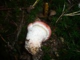 Gomphidius roseus image