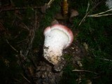 Gomphidius roseus image