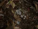 Humaria hemisphaerica image