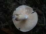 Hygrophorus nemoreus image