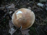 Hygrophorus nemoreus image