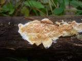Leucogyrophana mollusca image