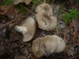 Lyophyllum decastes image