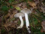 Lyophyllum decastes image