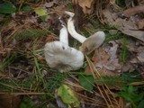 Lyophyllum decastes image