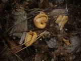 Otidea onotica image
