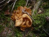 Otidea onotica image
