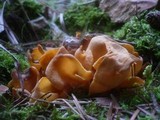 Otidea onotica image