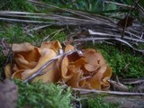 Otidea onotica image