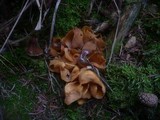 Otidea onotica image