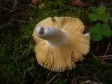 Russula cuprea image