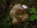 Russula cuprea image