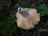 Russula cuprea image