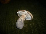 Tricholoma acerbum image