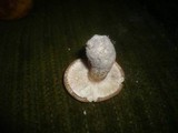 Tricholoma acerbum image
