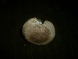 Tricholoma acerbum image