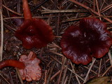 Lactarius atrobadius image