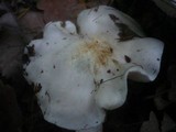 Tricholoma columbetta image