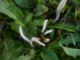 Clavaria falcata image