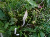 Clavaria falcata image