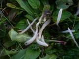 Clavaria falcata image