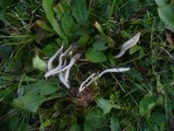 Clavaria falcata image