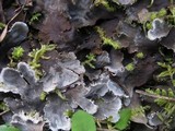 Peltigera praetextata image