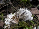 Peltigera praetextata image
