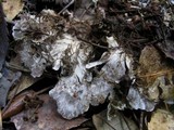 Peltigera praetextata image